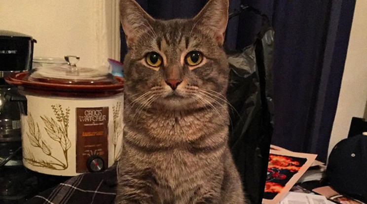 Ő itt Wilbur,  a cica, aki olyan, mintha mindig guggolna /Fotó: Instagram