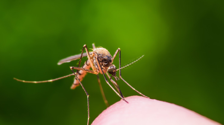 Katasztrófavédelem: folytatódik a szúnyogirtás / Fotó: iStock