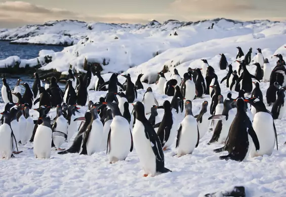 150 000 pingwinów zginęło po oderwaniu się kawałka lodu wielkości Rzymu. Ofiar będzie więcej.