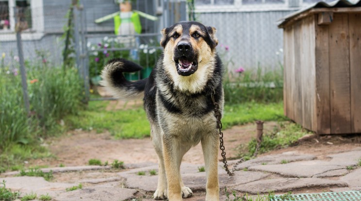 Újévtől le kell venni a láncról ezt a kutyát is / Fotó: SHUTTERSTOCK