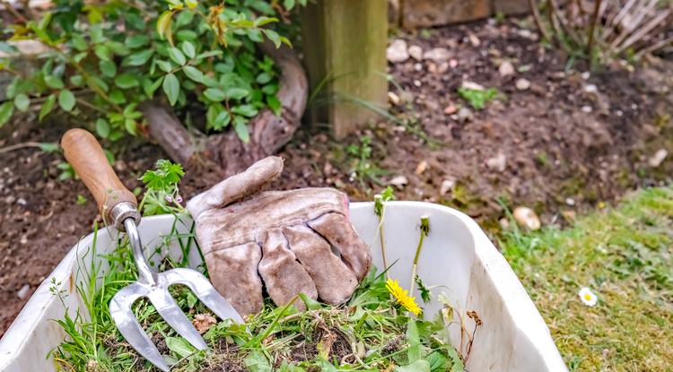 Kipusztulnak a gyomok a kertedben, csupán ezt az egyszerű konyhai szert kell bevetni Fotó: Getty Images