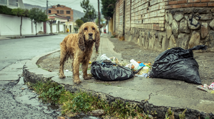 Horvátországban két év börtönt kaphat, aki utcára teszi a kutyáját / Illusztráció: Getty Images