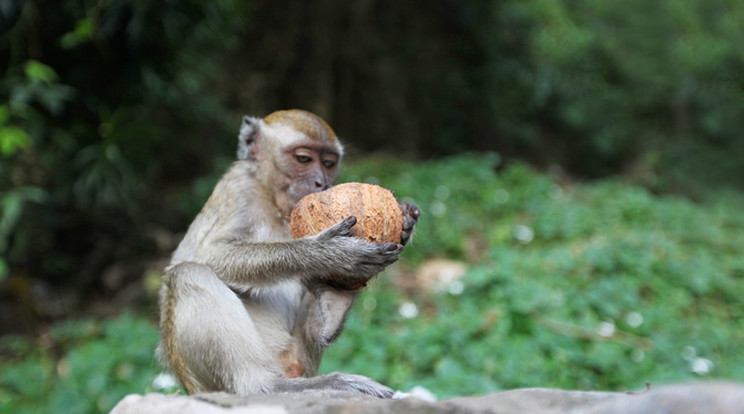 Rengeteg majomtámadás történik Indiában / Fotó: Northfoto