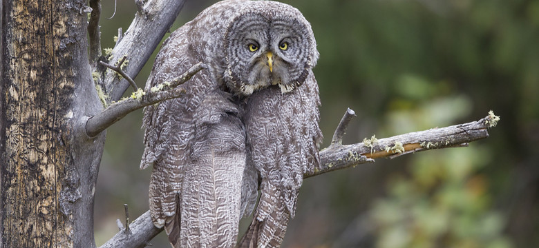 Najzabawniejsze zdjęcia dzikich zwierząt. Finaliści konkursu Comedy Wildlife Photography Awards 2023