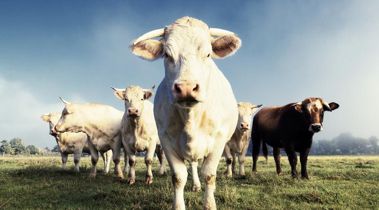 A nap híre: Mostmár a tehenek fingja sem szennyezi a környezetet