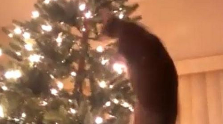 Vigyázat! A macska tönkreteheti az ünnepet! - videó