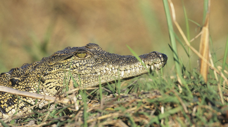 Krokodilok támadtak két csónakázó barátra Ausztráliában / Illusztráció: Northfoto