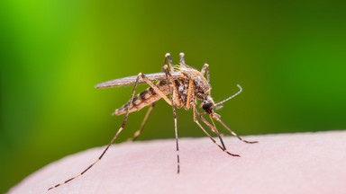 Do 2050 roku połowa populacji będzie narażona na aktywność komarów przenoszących groźne choroby