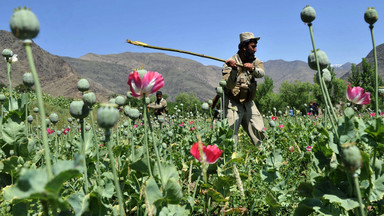 ONZ: uprawy maku opiumowego w Afganistanie znów biją rekordy
