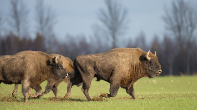 Bieszczady: wzrost przypadków telazjozy u żubrów