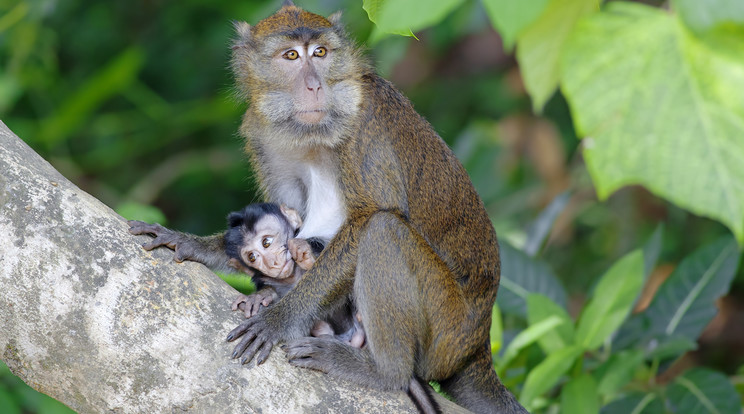 Nem tudja elengedni anyja élettelen testét a majom/ Fotó: Northfoto