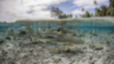 Martwe rekiny na plaży. To ofiary kłusownictwa?
