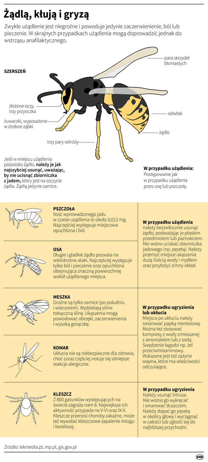 Użądlenia - Infografika