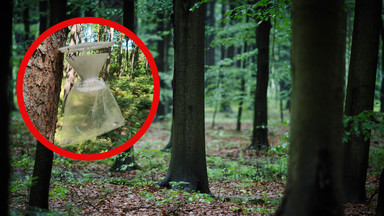 Tajemnicze worki w polskich lasach. Leśnicy ostrzegają