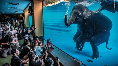 Zwycięzcy konkursu Wildlife Photographer of the Year 2021 - najlepsze zdjęcia przyrodnicze