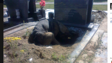 Zdjęcie psa na cmentarzu wzruszyło internautów. Poznajcie jego prawdziwą historię