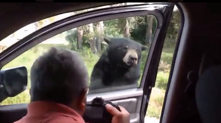 Képeket készített a család a medvéről, amikor rájuk nyitotta az ajtót/Fotó:Daily Mail Grab