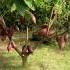 Drzewo kakaowe