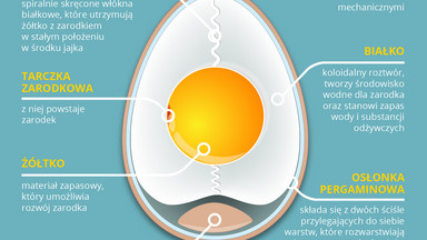 Wszystko, co chcielibyście wiedzieć o jajku, ale boicie się zapytać [INFOGRAFIKA]