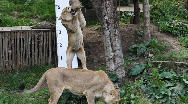 Az oroszlánoknak a táplálékukért jól ki kellett nyújtózniuk a mérőléc előtt/Fotó: ZSL London Zoo