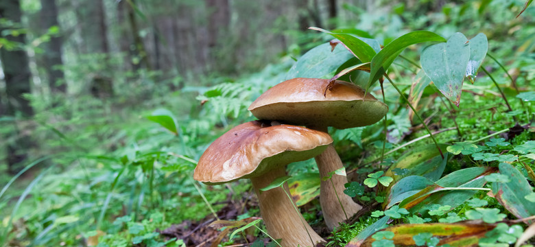 W warmińsko-mazurskich lasach pojawiły się grzyby