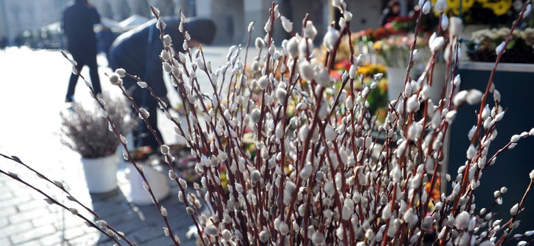 Ten trik ogrodników sprawi, że bazie w wazonie będą stały dłużej