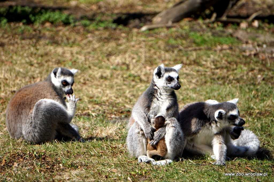 We wrocławskim zoo urodziło się sześć lemurów