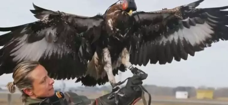 Francja trenuje orły do walki z dronami
