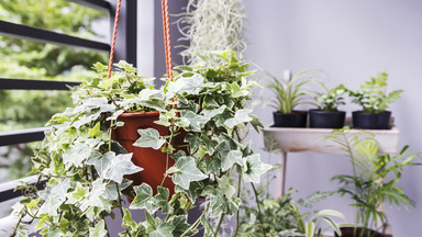 Bluszcz - roślina o dwóch twarzach, która doskonale sprawdzi się w domu i na balkonie