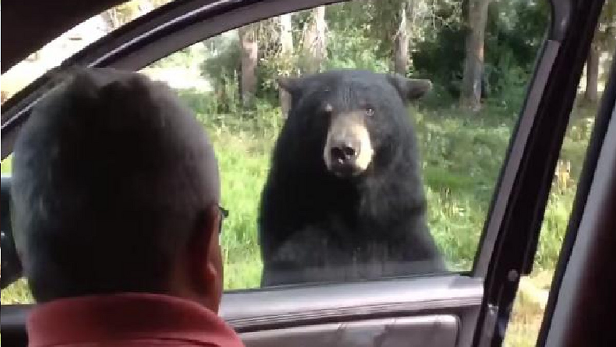 Rodzina turystów zbliżyła się zdecydowanie zbyt blisko natury. Podczas wycieczki do Narodowego Parku Yellowstone do siedzącej w samochodzie rodziny, zbliżył się niedźwiedź. Sprytne zwierzę natychmiast otworzyło drzwi pojazdu.