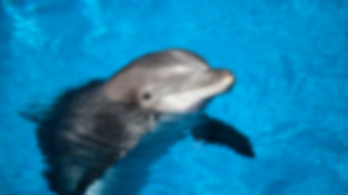Turyści wyjęli delfina z wody, by zrobić sobie z nim selfie. Zwierzę zdechło