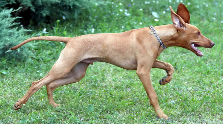 Jampec kutya saját lábán érezte, milyen az 50-60 fokos aszfalt /Fotó: Pozsonyi Zita