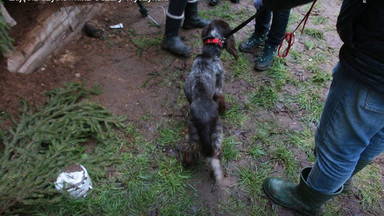 Interwencja w Parku Dzikich Zwierząt w Kadzidłowie. Osły ze zdeformowanymi nogami, psy ślizgają się we własnych odchodach