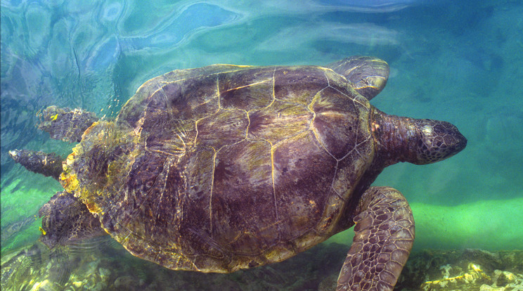 Bottal piszkálta meg a teknősfészket egy nő Floridában /Illusztráció: Northfoto