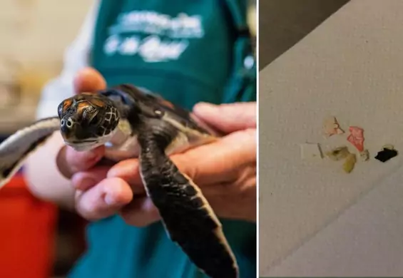 Mały żółw, uratowany na plaży w Sydney, przez sześć dni wypróżniał się plastikiem