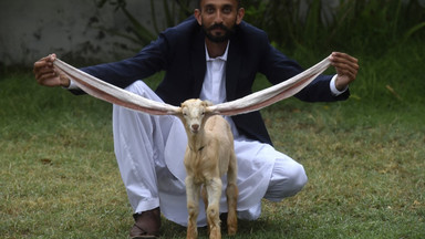 Długoucha koza szturmem zdobywa Pakistan