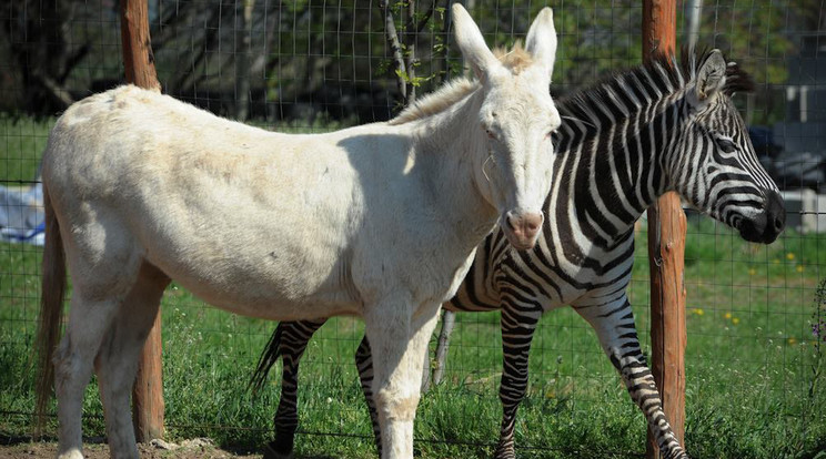 Mici, a szamár és Csíkos, a zebra elválaszthatatlan haverok