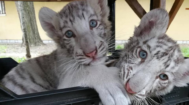 A fehér bengáli tigrisnek egész életében ilyen égszínkék marad a szeme /Fotó: Magán Zoo