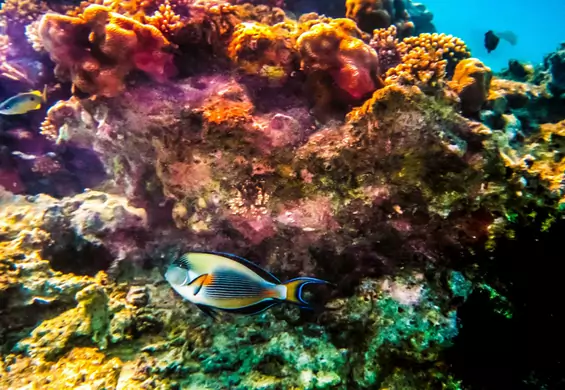 Naukowcy alarmują: za 50 lat znikie rafa koralowa z Oceanu Indyjskiego. Przez zmiany klimatu