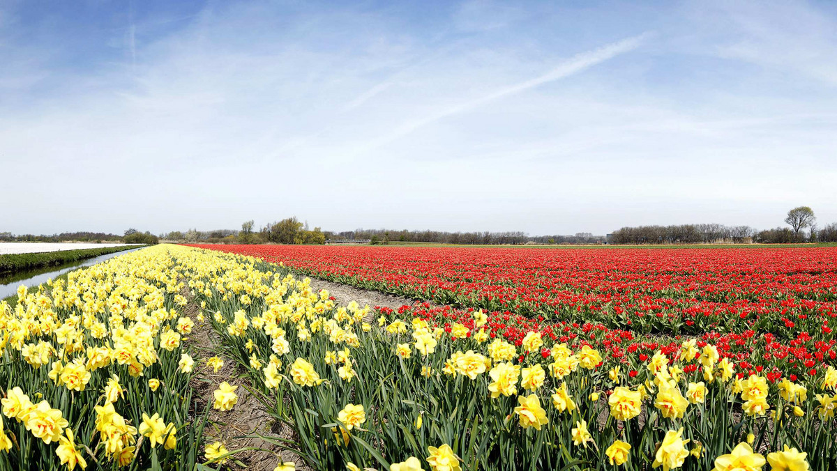 W niewielkiej Holandii gości tymczasowo lub na stałe już ok. 200 tys. naszych rodaków. Niderlandy cieszą się niesłabnącą popularnością Polaków, m.in. ze względu na wysokość zarobków. Zanim wyjedziesz, dowiedz się, na jakie wynagrodzenie możesz liczyć w kraju tulipanów.
