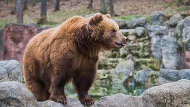 Czarna seria ataków niedźwiedzi na Słowacji. Poważnie ranny 35-letni leśniczy