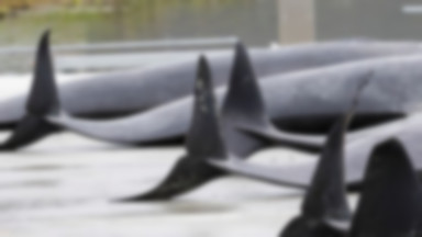 Rzeź delfinów na Wyspach Owczych. "To był największy grindadrap w historii"