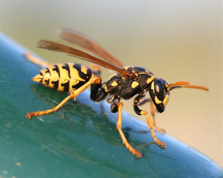 Az allergiásokkal egy darázscsípés percek alatt végezhet (illusztráció)