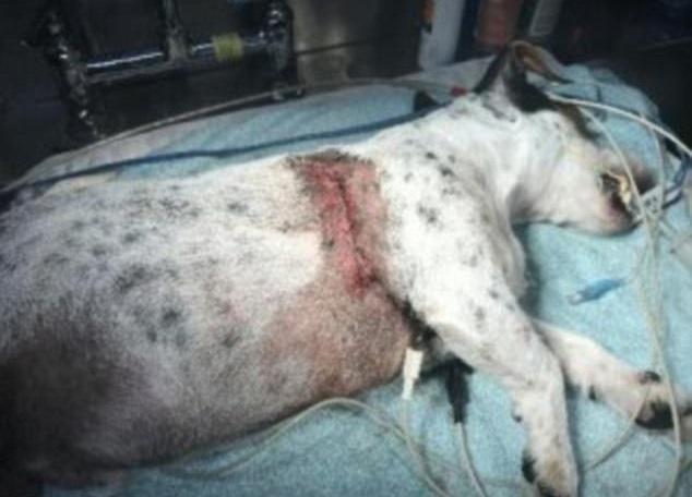 Josh állatkórházban lábadozik a pitbullok támadása után /Fotó: GoFundMe