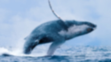 Japonia znów będzie przemysłowo mordować wieloryby
