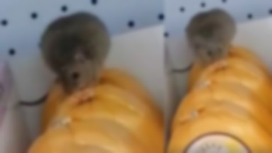 Prudnik: szczur wystraszył klientów w markecie