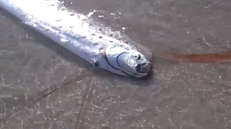 Egy partra vetődött szíjhal / Fotó: Youtube