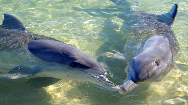 A delfinek füttyei állítólag ugyanolyan fonémák, szavak, mint amilyenekből felépül az emberek nyelve/Fotó:SHUTTESRTOCK