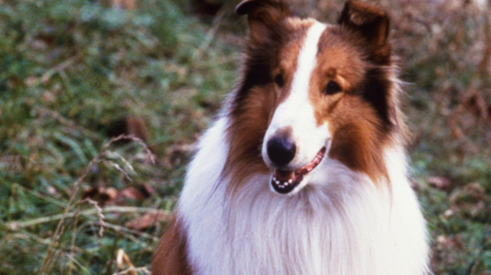 "Lassie", 1994 r.