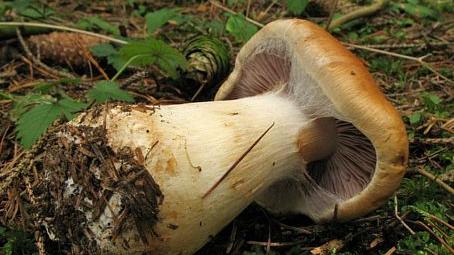 Cortinarius varius pokhalosgomba